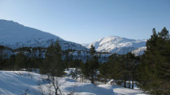 fra feltet